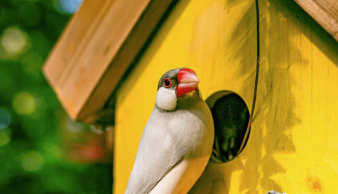 Why Decorative Birdhouses Are the Secret to a More Joyful Garden