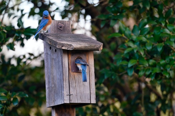 Attracting Feathered Friends: Using Beautifully Crafted Birdhouses